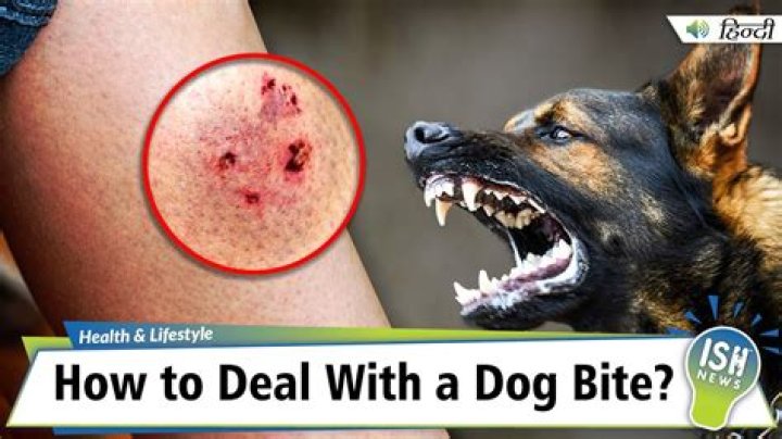 Why Do My Dogs Bite Each Other If They Get Along?